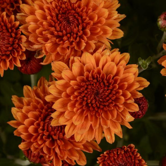 Mum, Orange Miranda Orange - View 1 from www redcrocus com