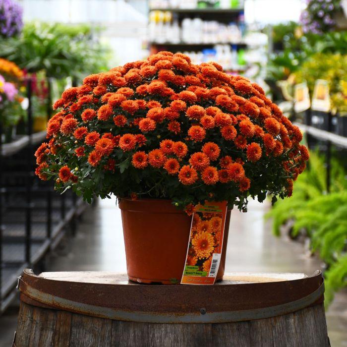 Mum, Orange Orange Zest - View 12 from www redcrocus com