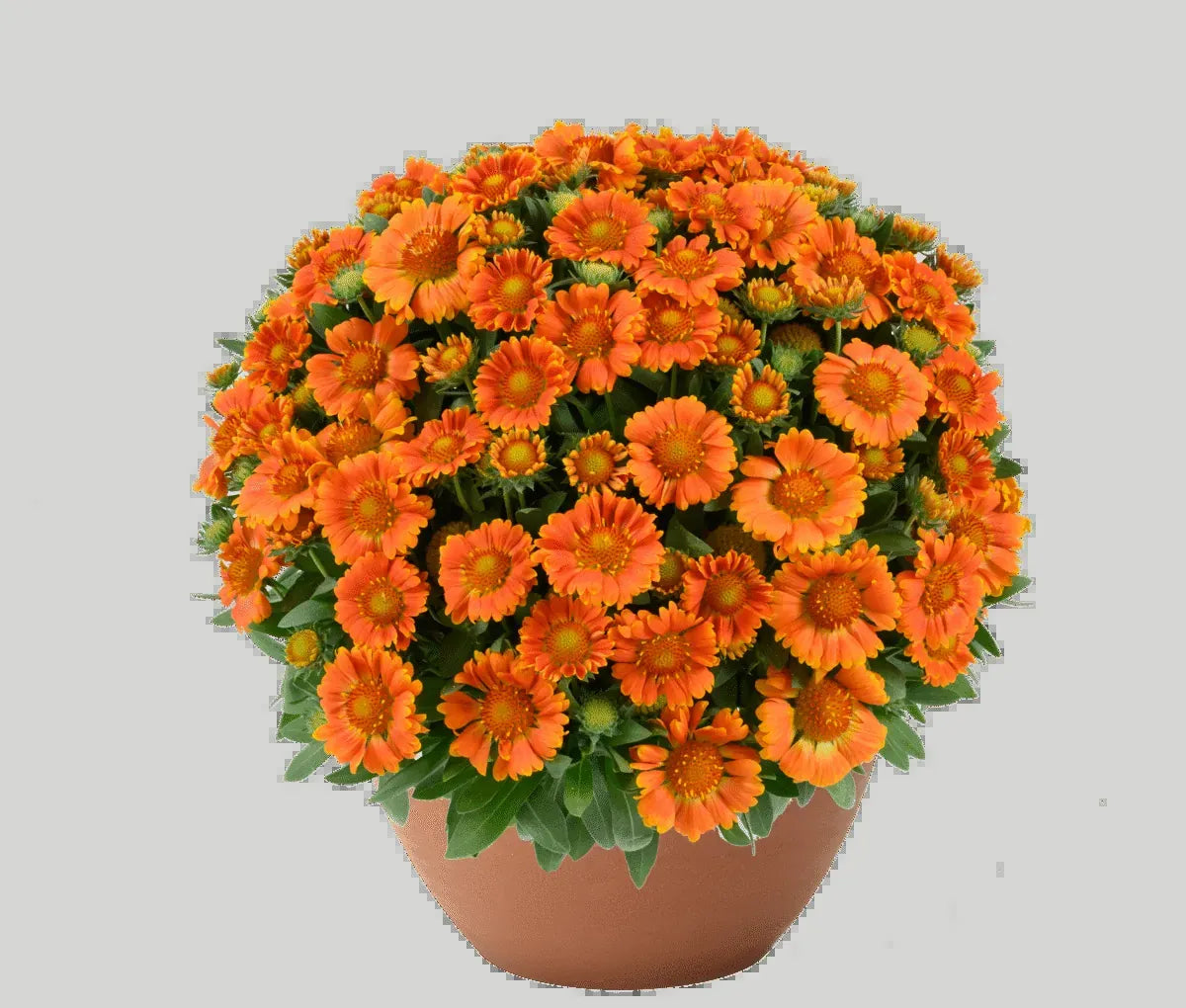 Mum, Orange Orange Zest - View 16 from www redcrocus com