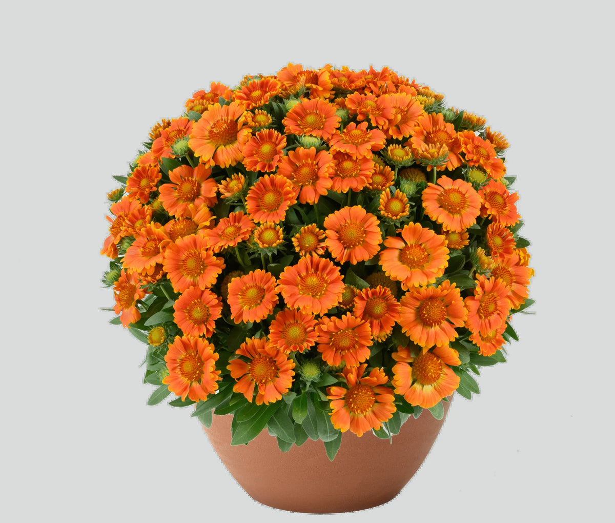 Mum, Orange Orange Zest - View 18 from www redcrocus com