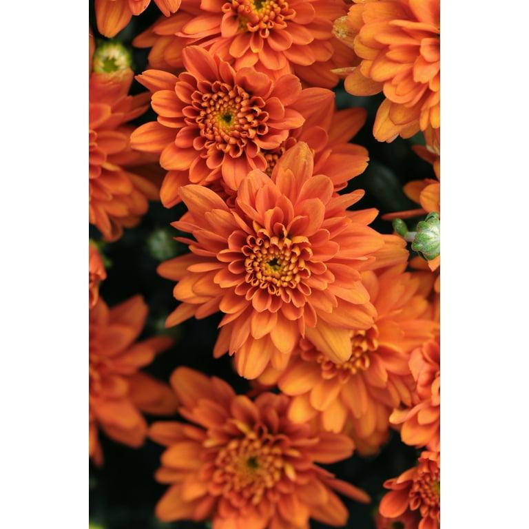 Mum, Orange Orange Zest - View 20 from www redcrocus com
