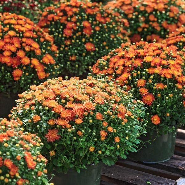 Mum, Orange Orange Zest - View 5 from www redcrocus com