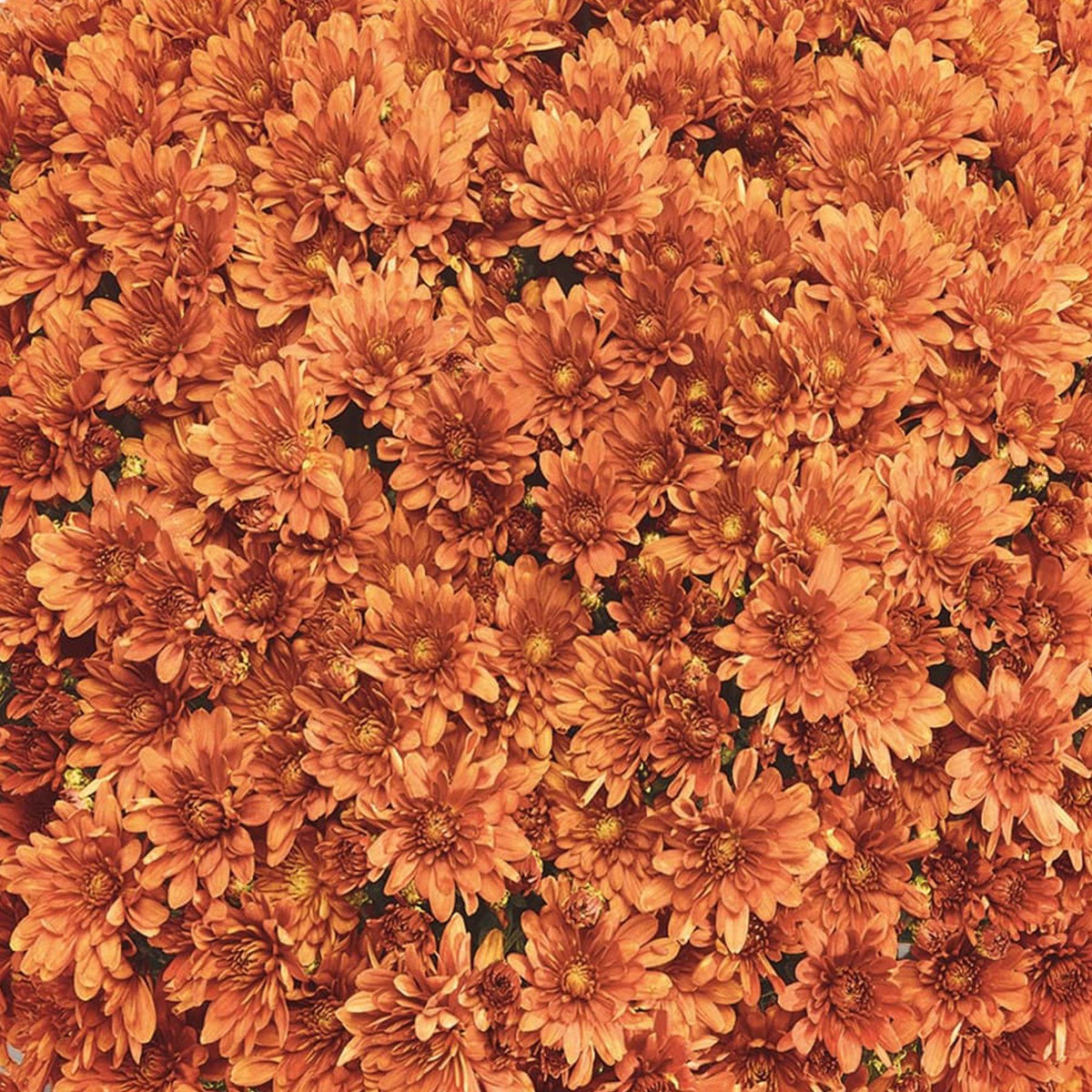 Mum, Orange Orange Zest - View 6 from www redcrocus com