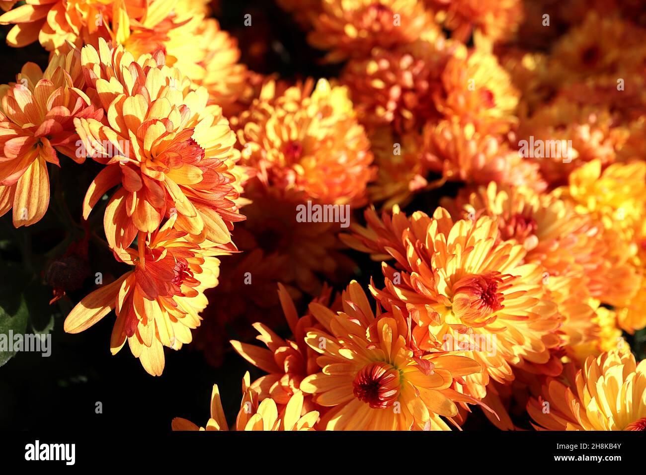Mum Bronze Autumn Glow Bronze - View 13 from www redcrocus com