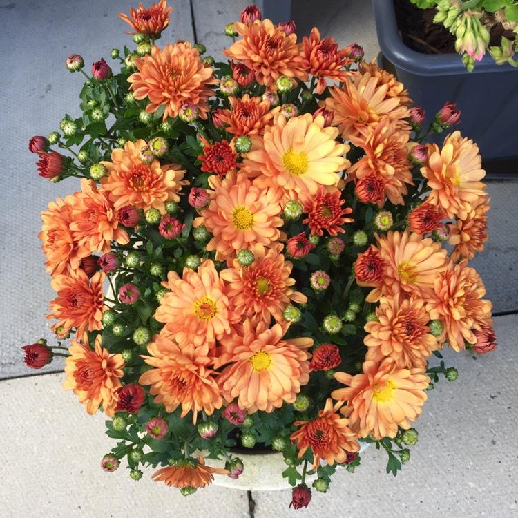 Mum Bronze Autumn Glow Bronze - View 4 from www redcrocus com