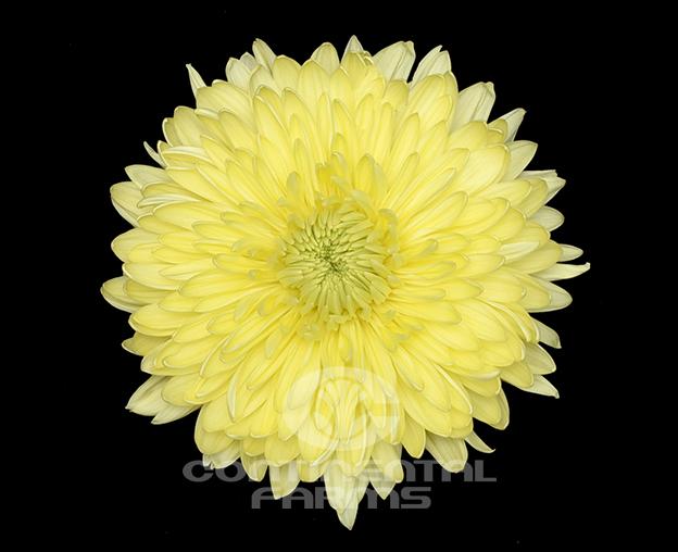 Mum Yellow Gold Cup Yellow - View 8 from www redcrocus com