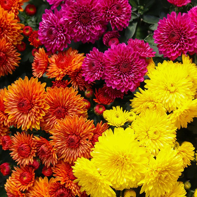 Mum, Mix, Cheryl Mix 'jolly Cheryl Red, Spicy Cheryl Orange, Sparkling Cheryl Yellow - View 12 from www redcrocus com