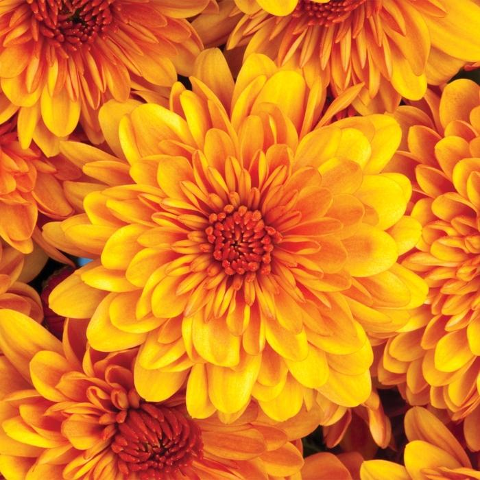 Mum, Mix, Cheryl Mix 'jolly Cheryl Red, Spicy Cheryl Orange, Sparkling Cheryl Yellow - View 14 from www redcrocus com