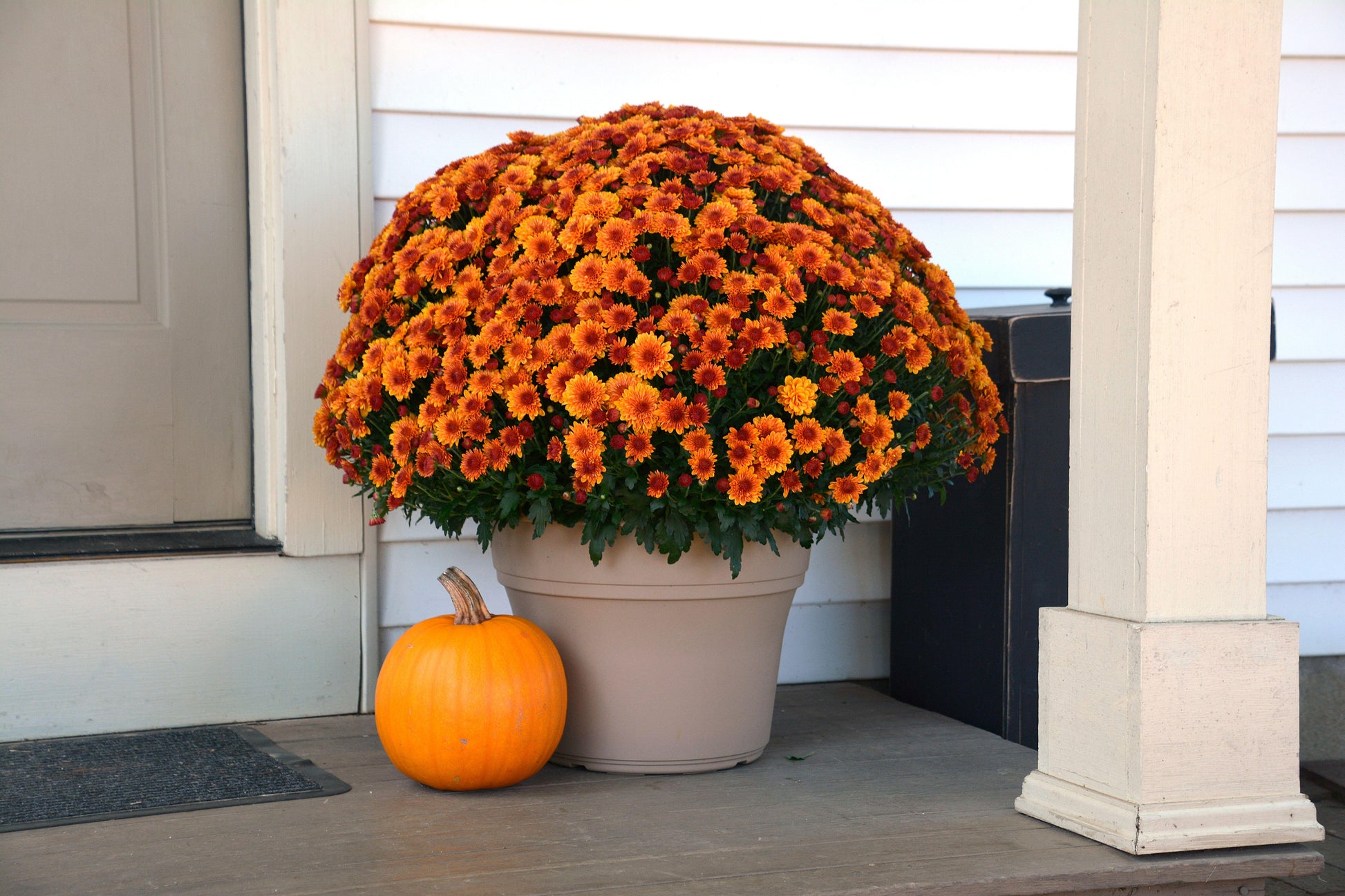Mum, Mix, Cheryl Mix 'jolly Cheryl Red, Spicy Cheryl Orange, Sparkling Cheryl Yellow - View 6 from www redcrocus com