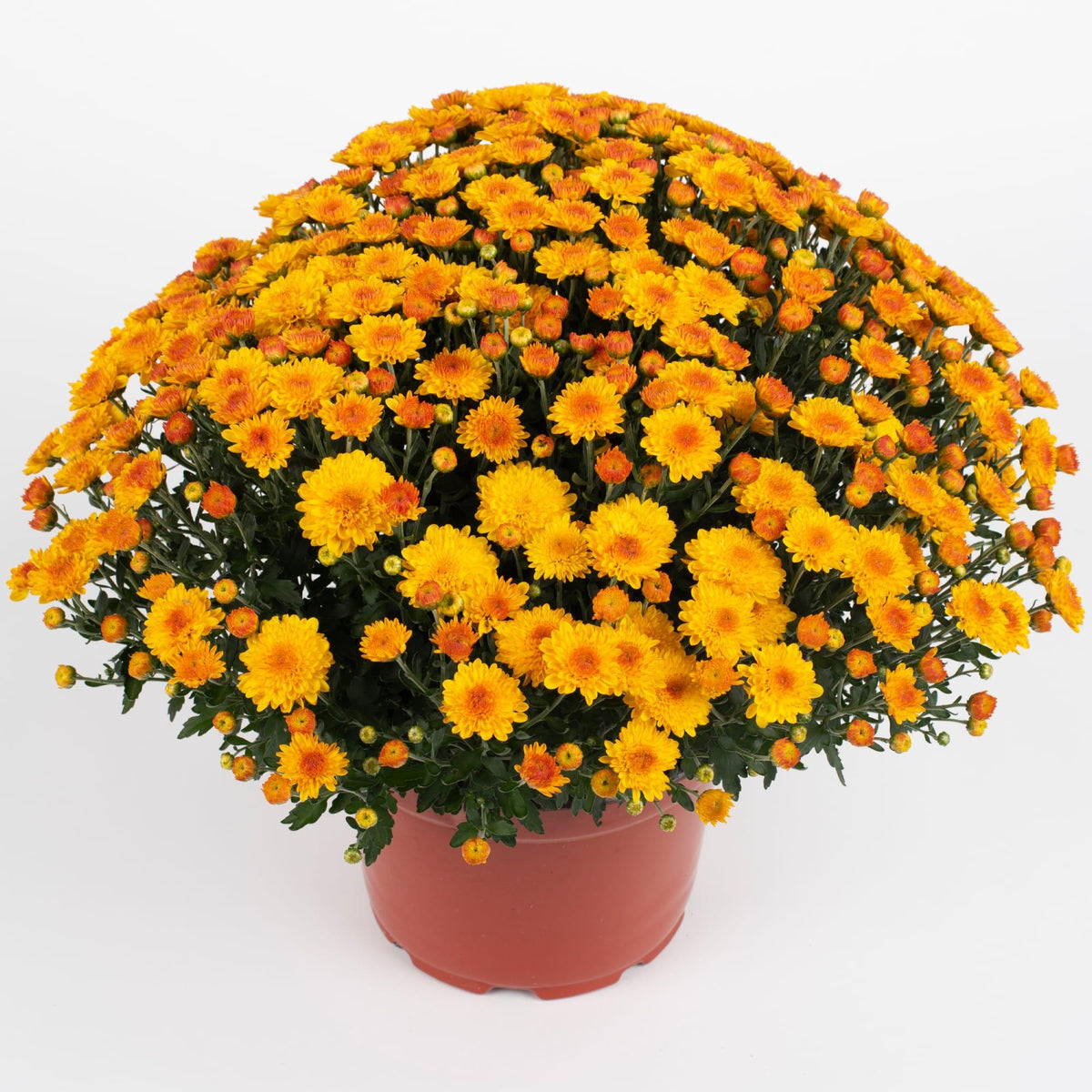 Mum, Mix, Cheryl Mix 'jolly Cheryl Red, Spicy Cheryl Orange, Sparkling Cheryl Yellow - View 9 from www redcrocus com