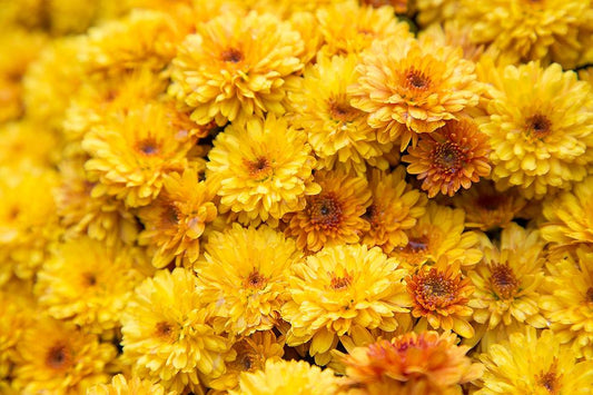Mum Yellow Honeyblush Yellow - View 10 from www redcrocus com