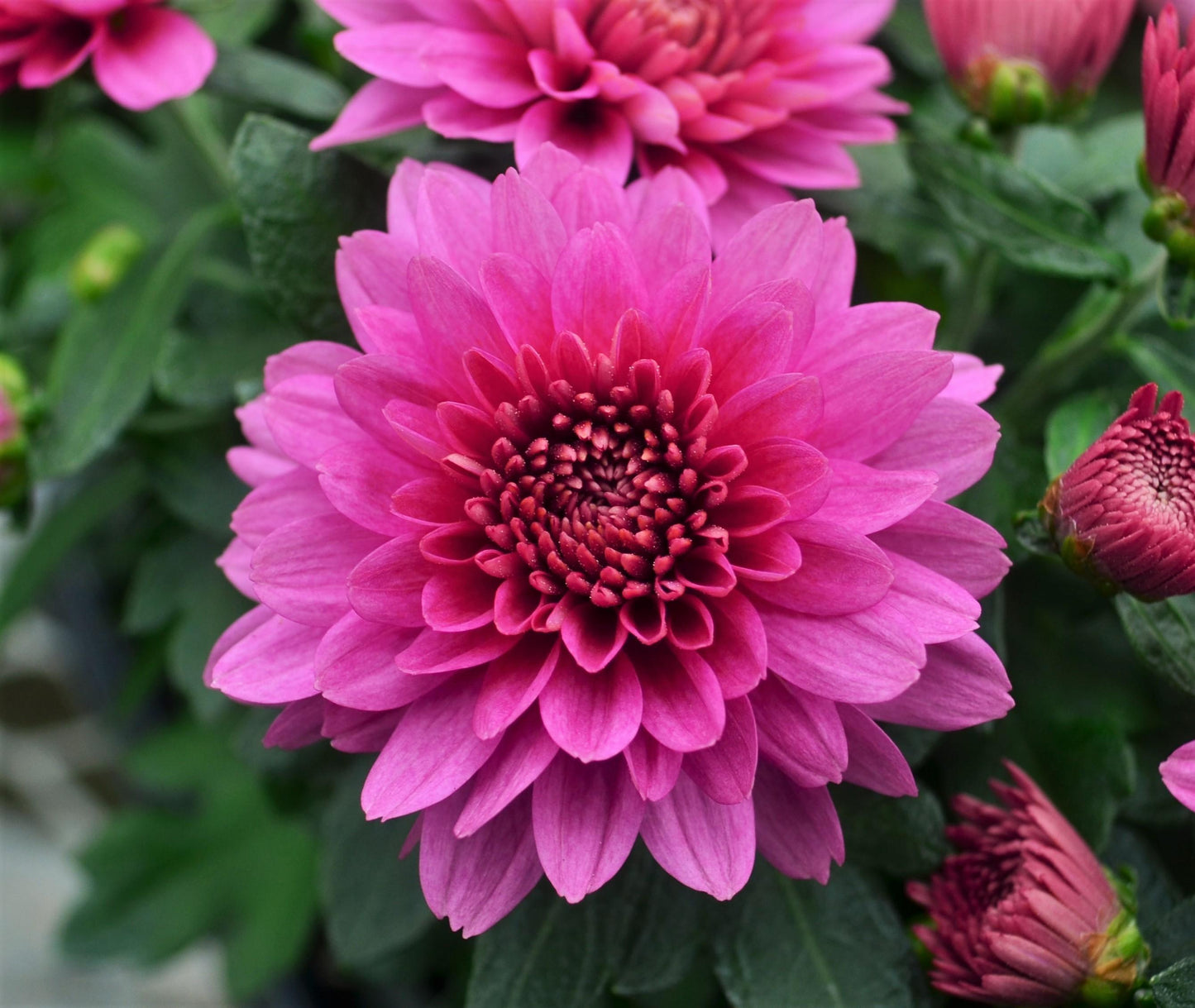 Mum Pink Fonti Dark Pink - View 2 from www redcrocus com