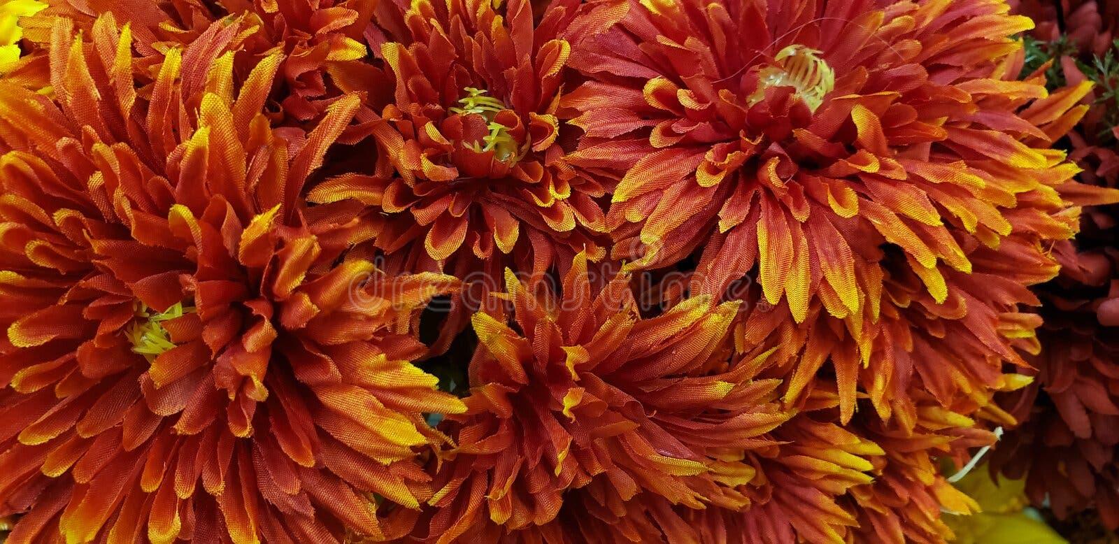 Mum Orange Fonti Orange - View 5 from www redcrocus com