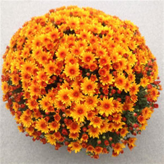 Mum Orange Fireglow Bronze - View 1 from www redcrocus com