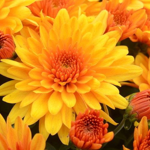 Mum Orange Fireglow Bronze - View 4 from www redcrocus com