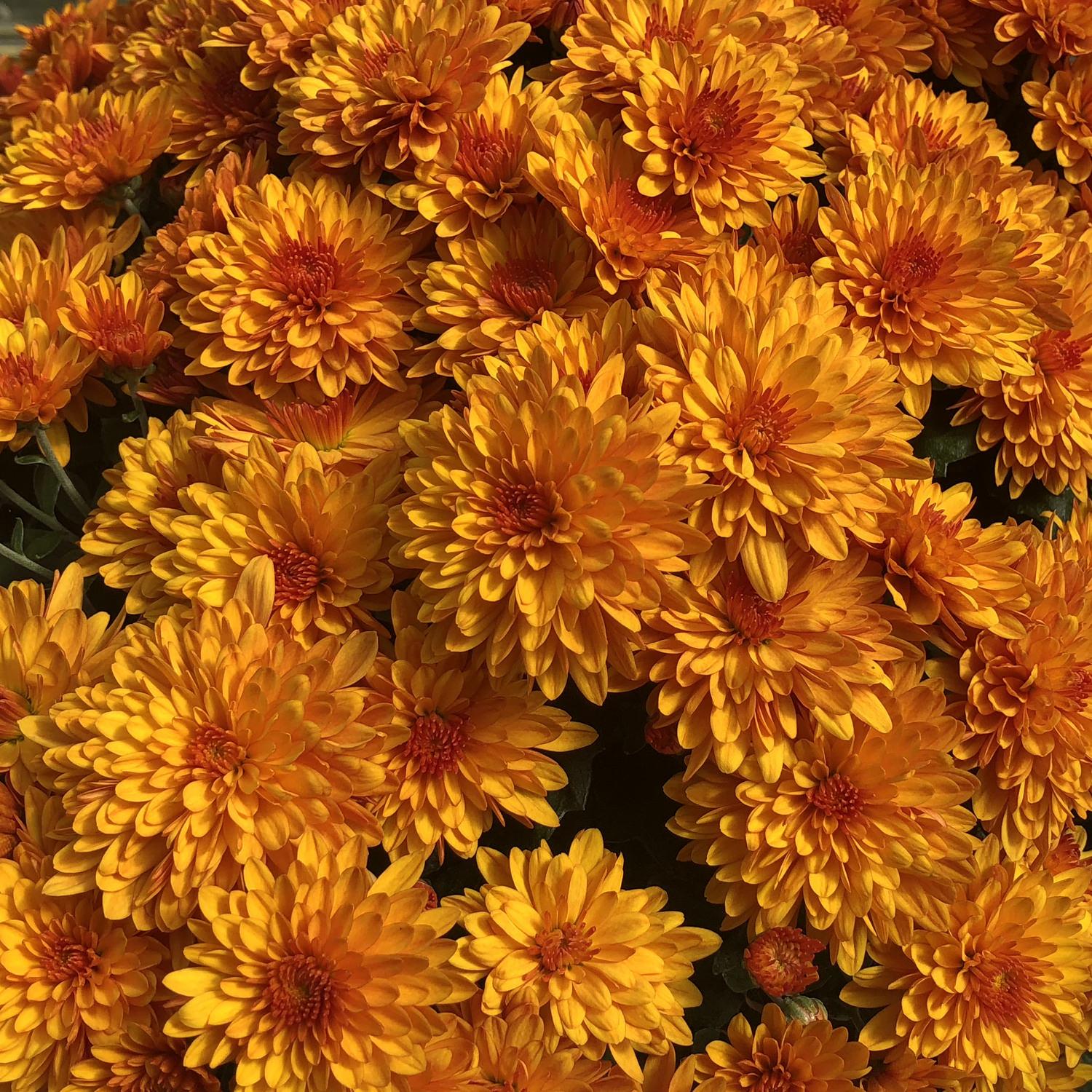 Mum Orange Fireglow Bronze - View 5 from www redcrocus com