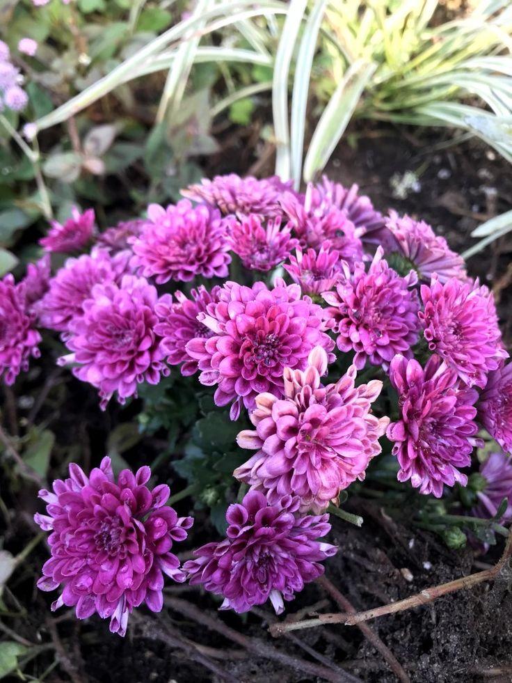 Mum Purple Grapeberry Neon Purple - View 11 from www redcrocus com