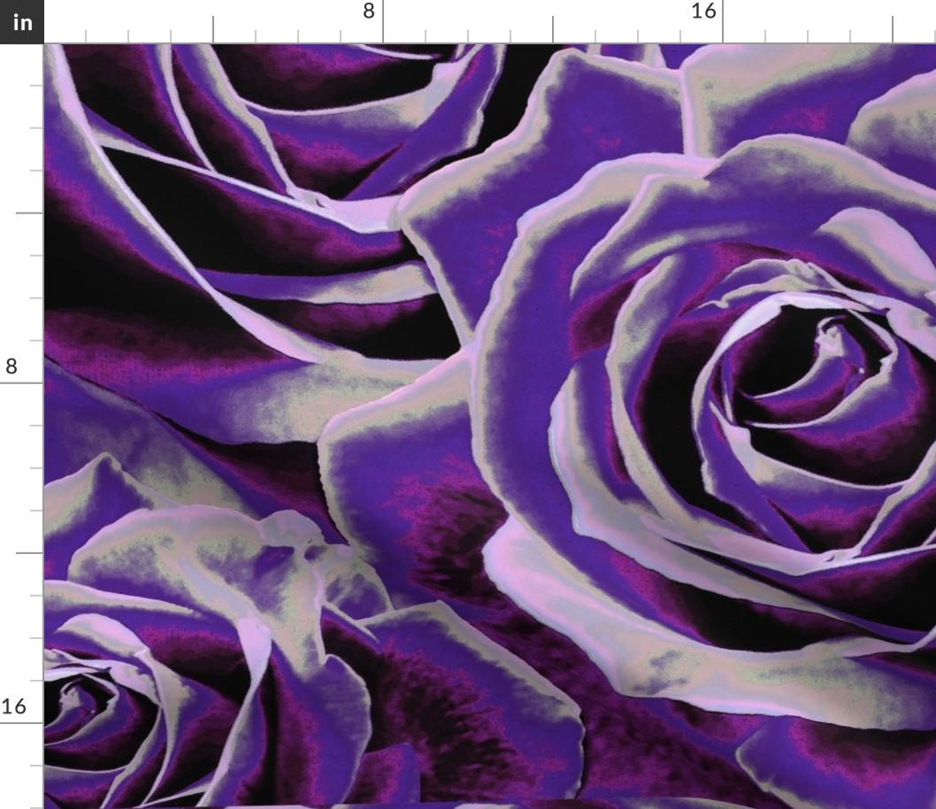 Mum Purple Gypsy Rose Purple - View 16 from www redcrocus com