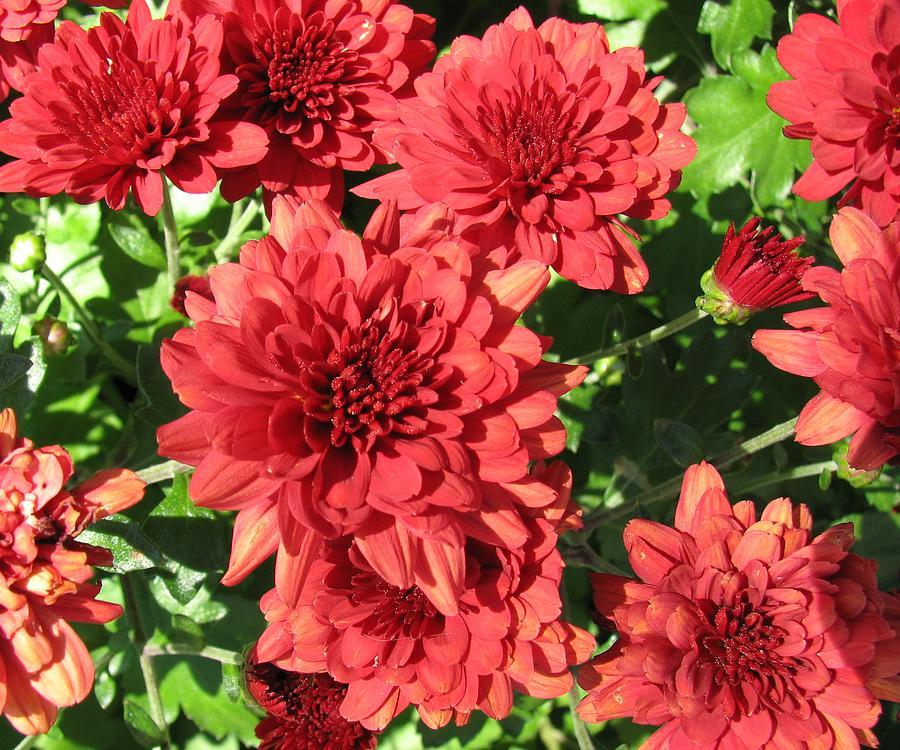 Mum Red Roaring Red - View 9 from www redcrocus com
