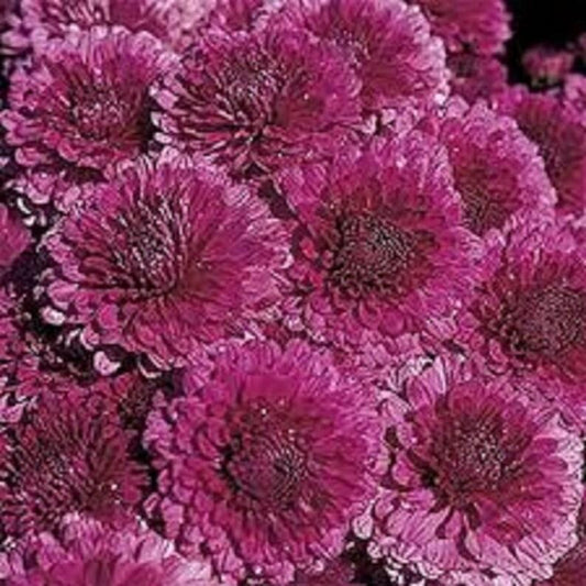 Mum Purple Zaza Purple - View 1 from www redcrocus com