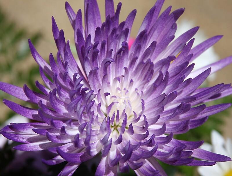 Mum Purple Zaza Purple - View 9 from www redcrocus com