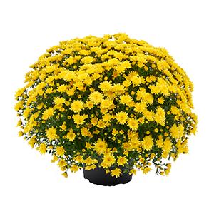 Mum, Yellow Morgana Yellow - View 10 from www redcrocus com