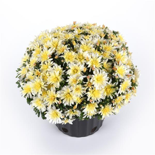 Mum, Yellow Morgana Yellow - View 13 from www redcrocus com