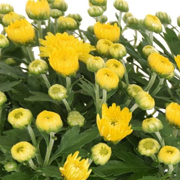 Mum, Yellow Morgana Yellow - View 15 from www redcrocus com