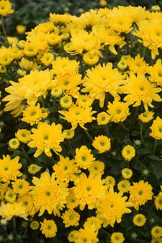 Mum, Yellow Morgana Yellow - View 2 from www redcrocus com
