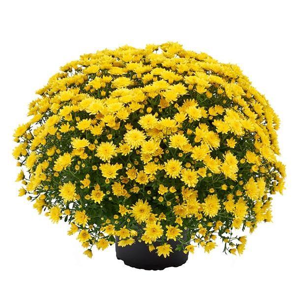 Mum, Yellow Morgana Yellow - View 3 from www redcrocus com