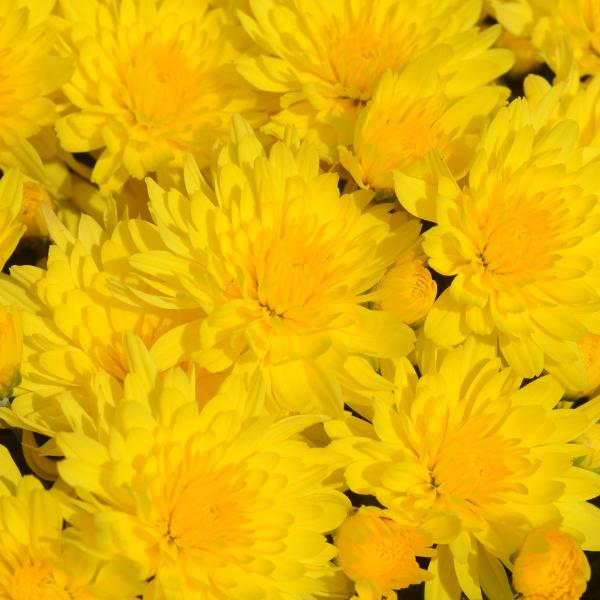 Mum, Yellow Morgana Yellow - View 8 from www redcrocus com