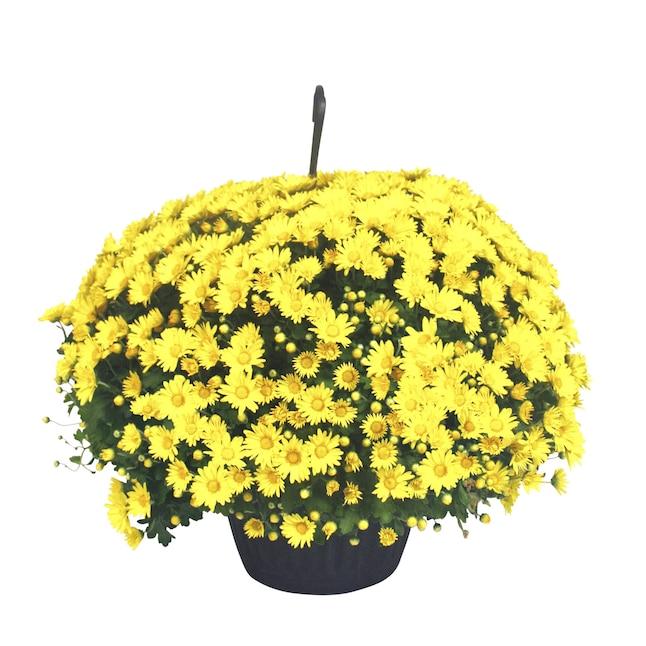 Mum, Yellow Morgana Yellow - View 9 from www redcrocus com