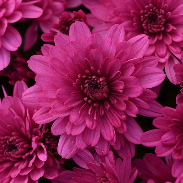 Mum Purple Paintbox Purple - View 1 from www redcrocus com