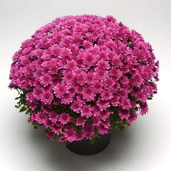 Mum Purple Paintbox Purple - View 3 from www redcrocus com