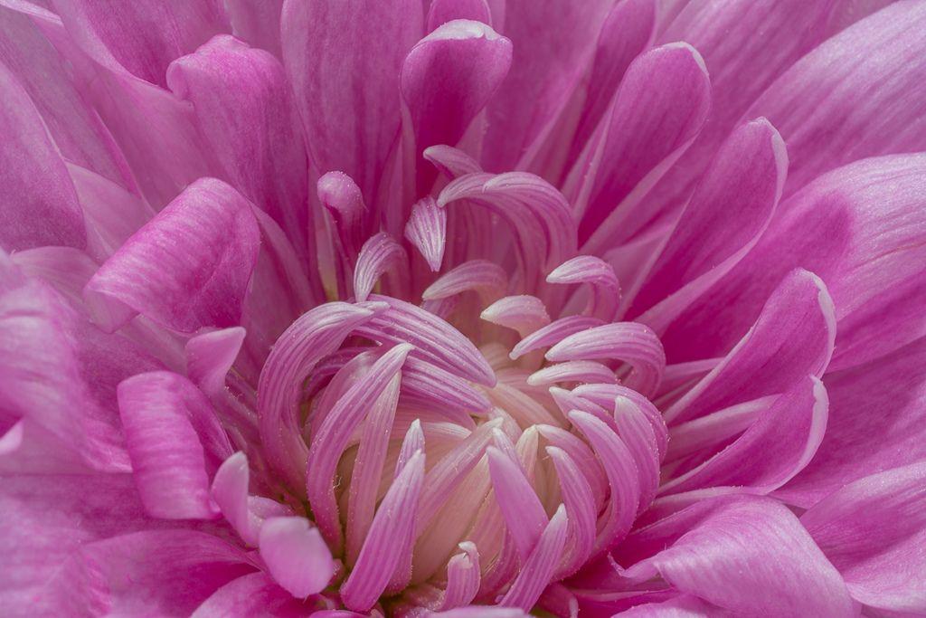 Mum Purple Paintbox Purple - View 8 from www redcrocus com