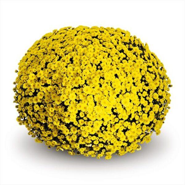 Mum, Yellow Staviski Yellow - View 15 from www redcrocus com
