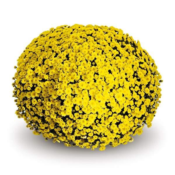 Mum, Yellow Staviski Yellow - View 1 from www redcrocus com