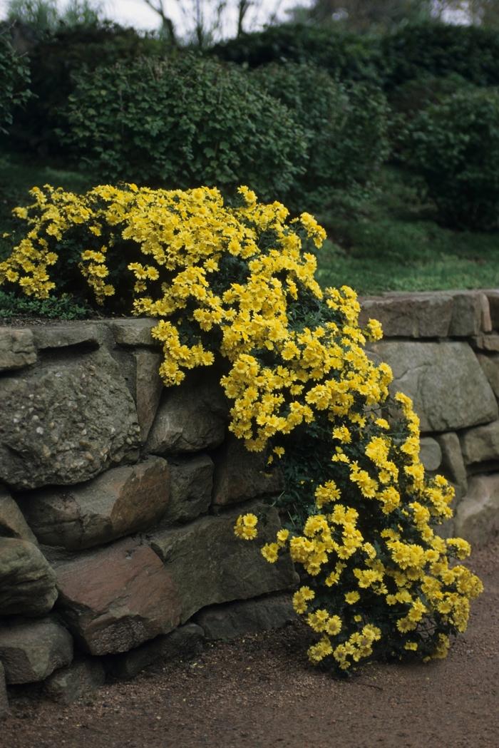 Mum, Yellow Staviski Yellow - View 20 from www redcrocus com