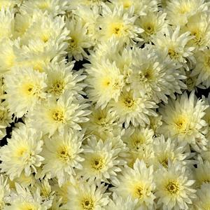 Mum, Yellow Staviski Yellow - View 21 from www redcrocus com