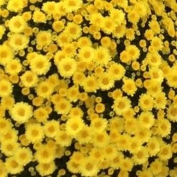 Mum, Yellow Staviski Yellow - View 22 from www redcrocus com