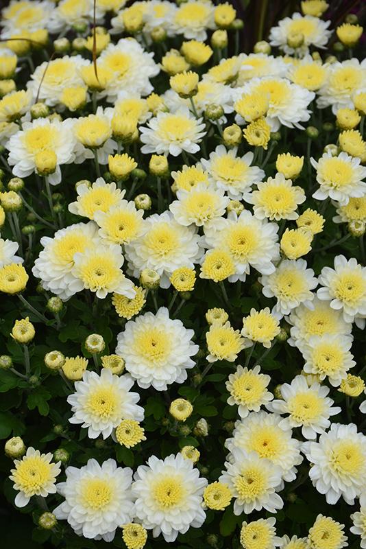Mum, Yellow Staviski Yellow - View 23 from www redcrocus com