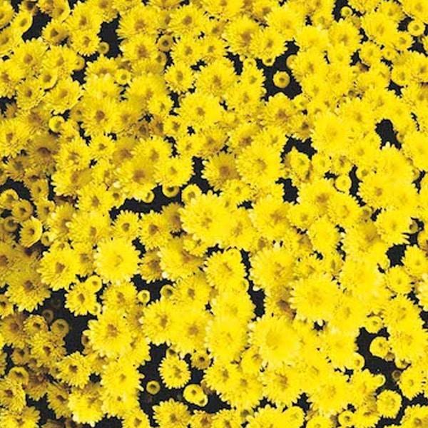 Mum, Yellow Staviski Yellow - View 3 from www redcrocus com