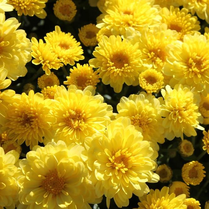 Mum, Yellow Staviski Yellow - View 5 from www redcrocus com