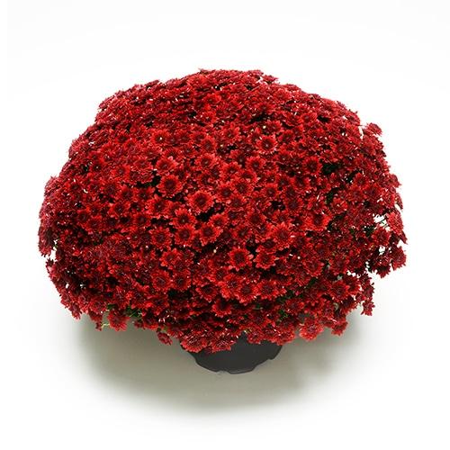 Mum Red Como Red - View 14 from www redcrocus com