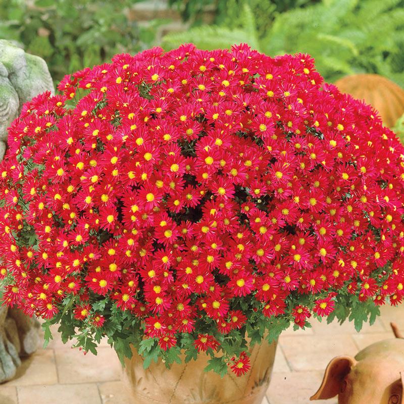 Mum Red Como Red - View 2 from www redcrocus com