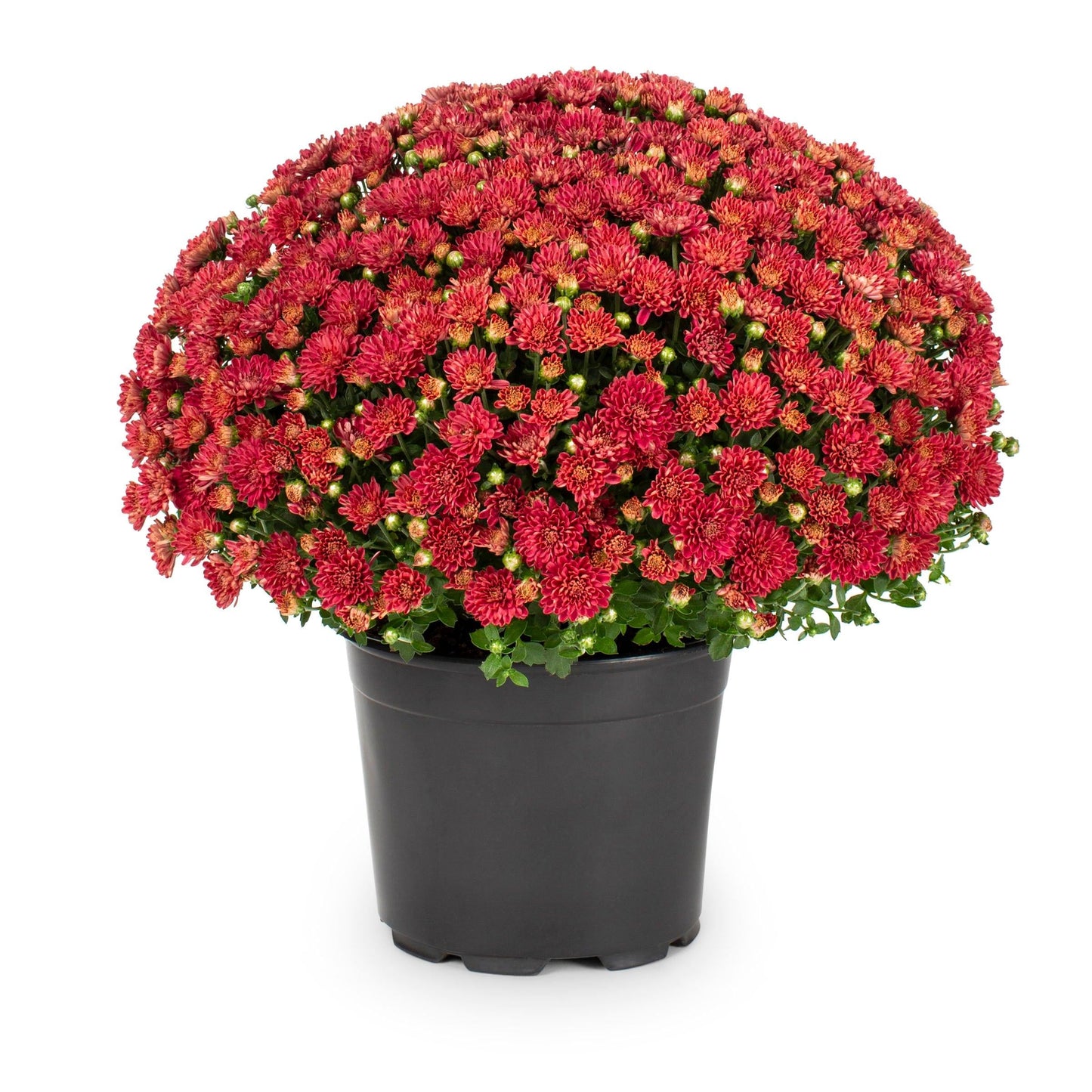 Mum Red Como Red - View 9 from www redcrocus com