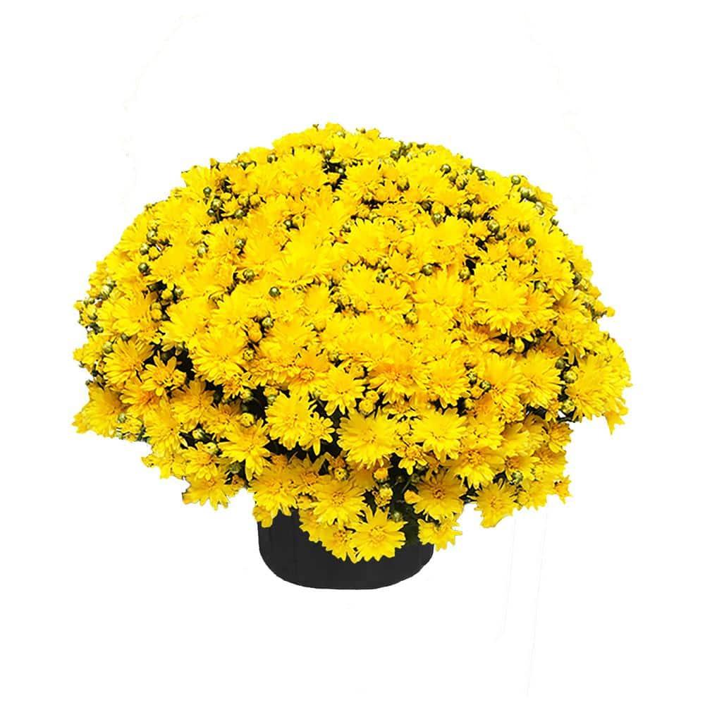 Mum Yellow Sizzling Fire Yellow - View 14 from www redcrocus com