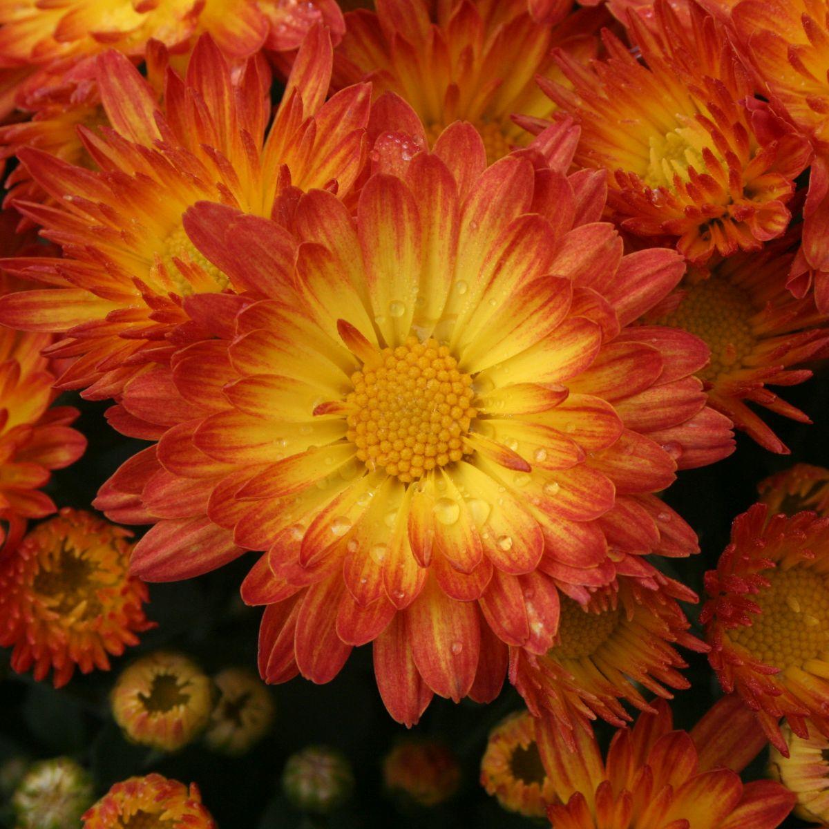 Mum Yellow Sizzling Fire Yellow - View 17 from www redcrocus com
