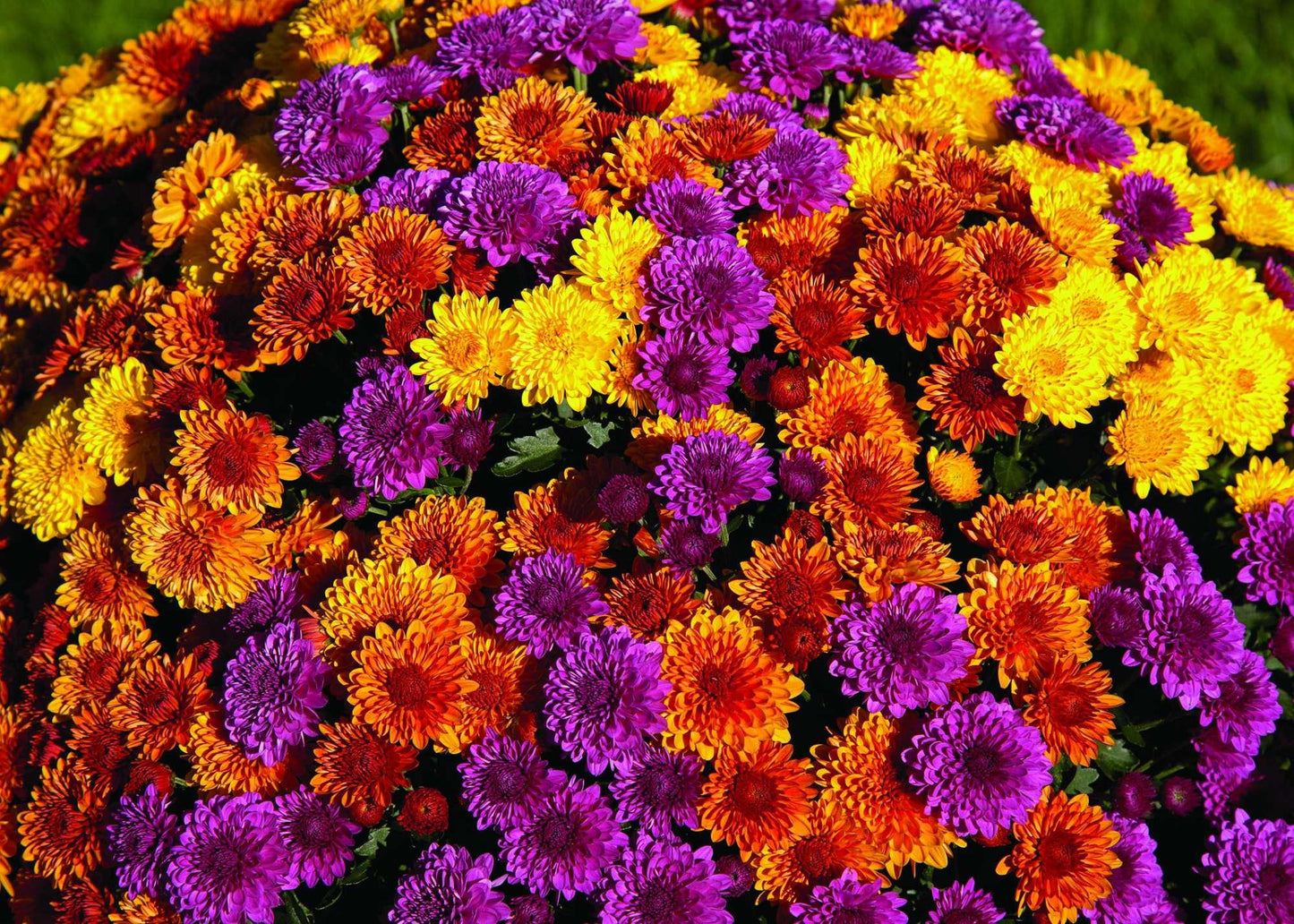 Mum Mix Cosmic Yellow Bronze Red - View 14 from www redcrocus com