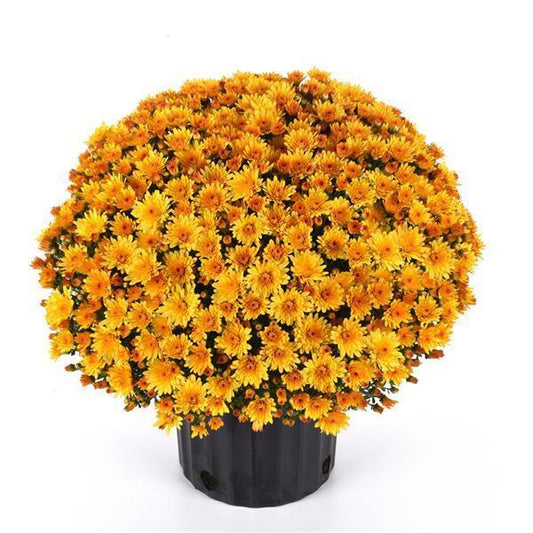 Mum Mix Cosmic Yellow Bronze Red - View 1 from www redcrocus com